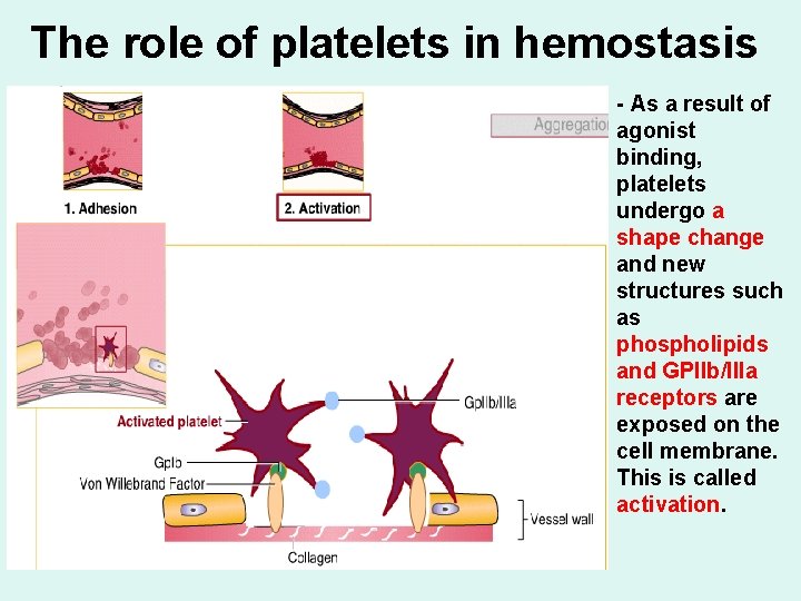 The role of platelets in hemostasis - As a result of agonist binding, platelets