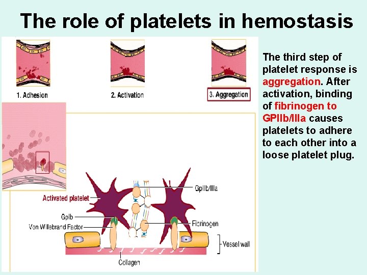 The role of platelets in hemostasis The third step of platelet response is aggregation.