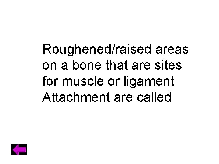 Roughened/raised areas on a bone that are sites for muscle or ligament Attachment are