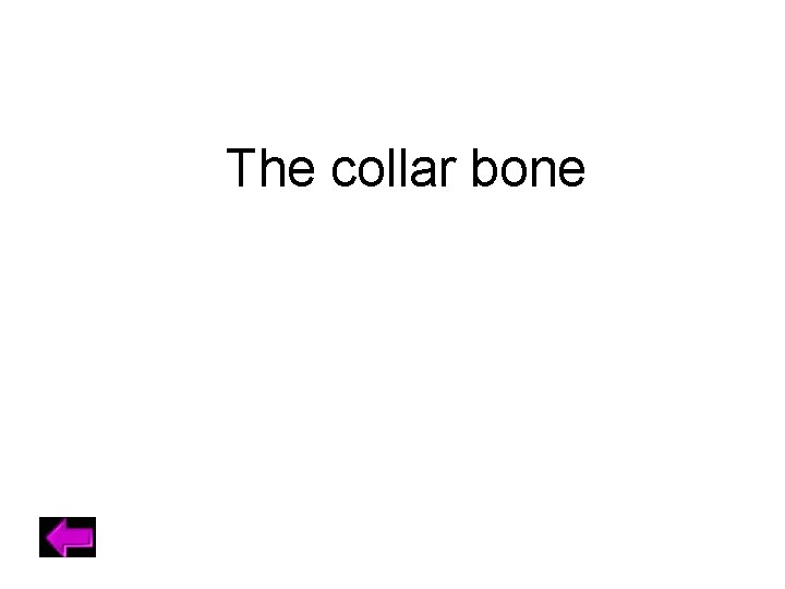 The collar bone 