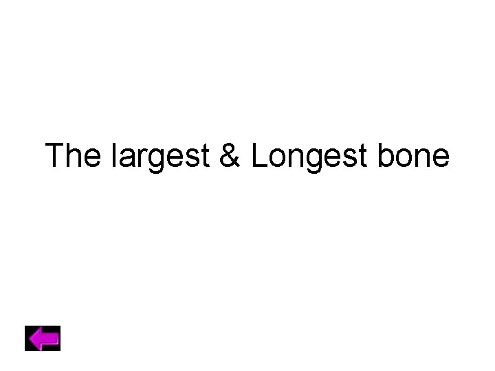 The largest & Longest bone 