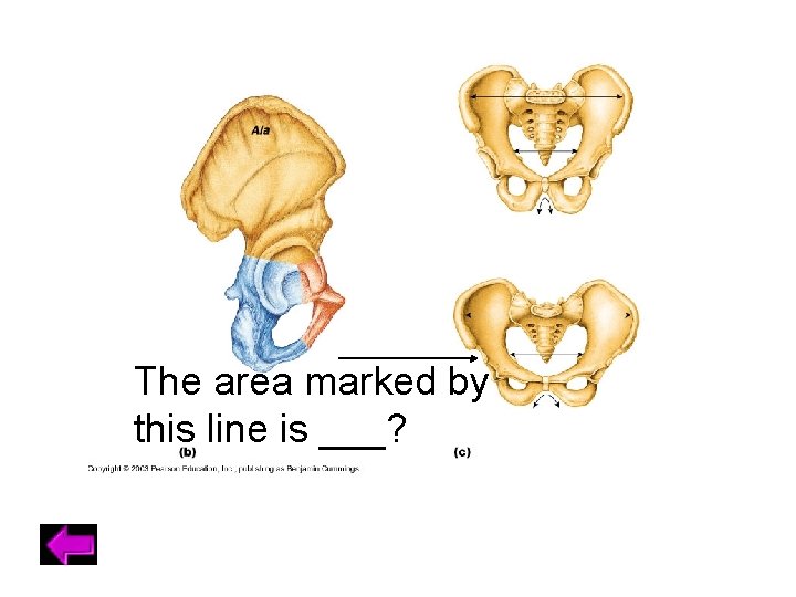 This depression is basinlike and it often serves as an articular surface. Daily double: