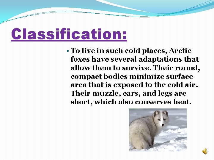 Classification: • To live in such cold places, Arctic foxes have several adaptations that