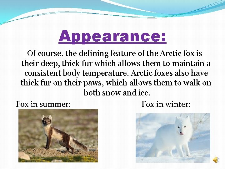 Appearance: Of course, the defining feature of the Arctic fox is their deep, thick