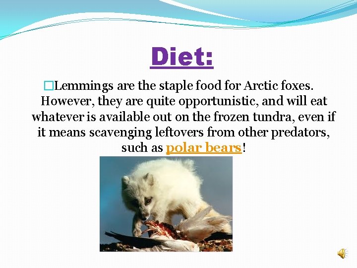 Diet: �Lemmings are the staple food for Arctic foxes. However, they are quite opportunistic,