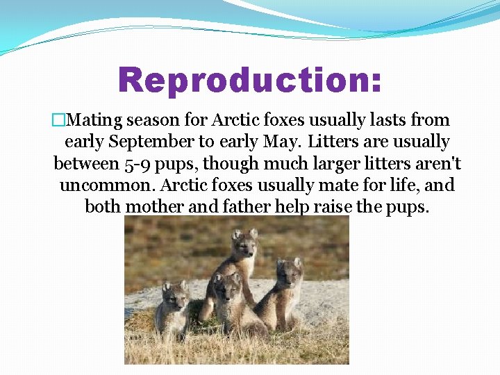 Reproduction: �Mating season for Arctic foxes usually lasts from early September to early May.