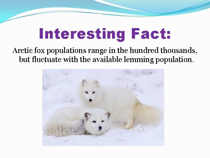Interesting Fact: Arctic fox populations range in the hundred thousands, but fluctuate with the