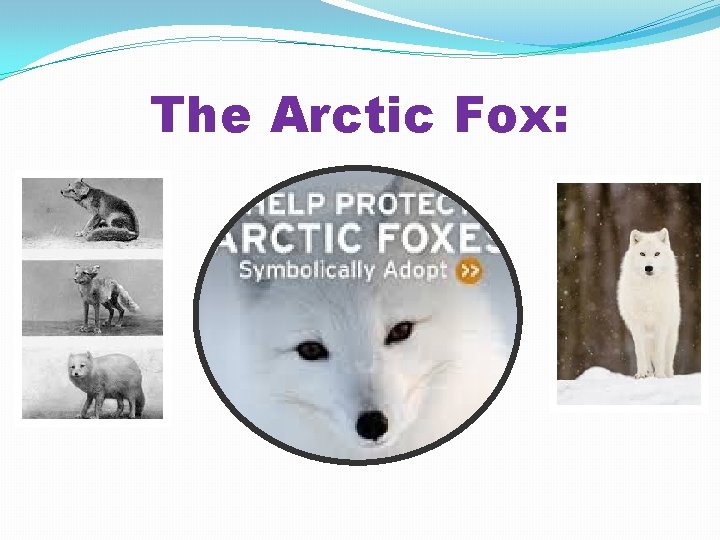The Arctic Fox: 