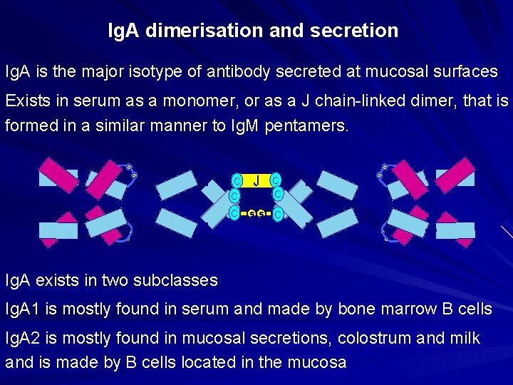 Ig. A dimerisation and secretion Ig. A is the major isotype of antibody secreted