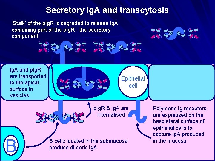 Secretory Ig. A and transcytosis S S SS SS C J C C C