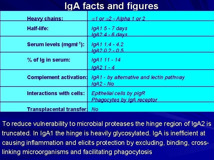 Ig. A facts and figures Heavy chains: a 1 or a 2 - Alpha