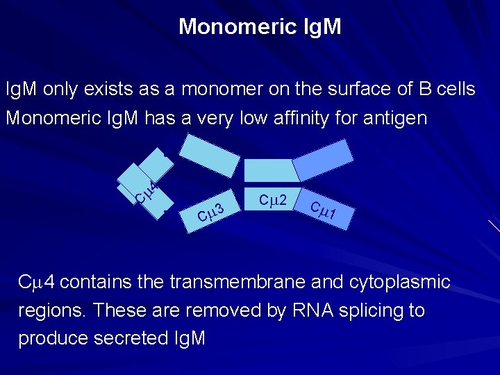 Monomeric Ig. M C m 4 Ig. M only exists as a monomer on