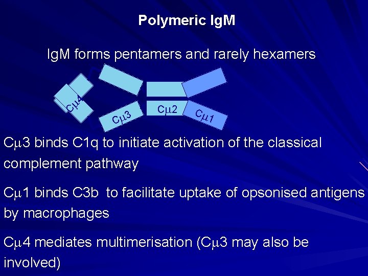 Polymeric Ig. M C m 4 Ig. M forms pentamers and rarely hexamers C