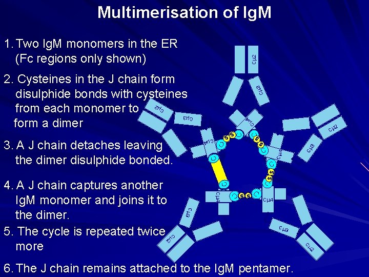 Multimerisation of Ig. M Cm 2 1. Two Ig. M monomers in the ER