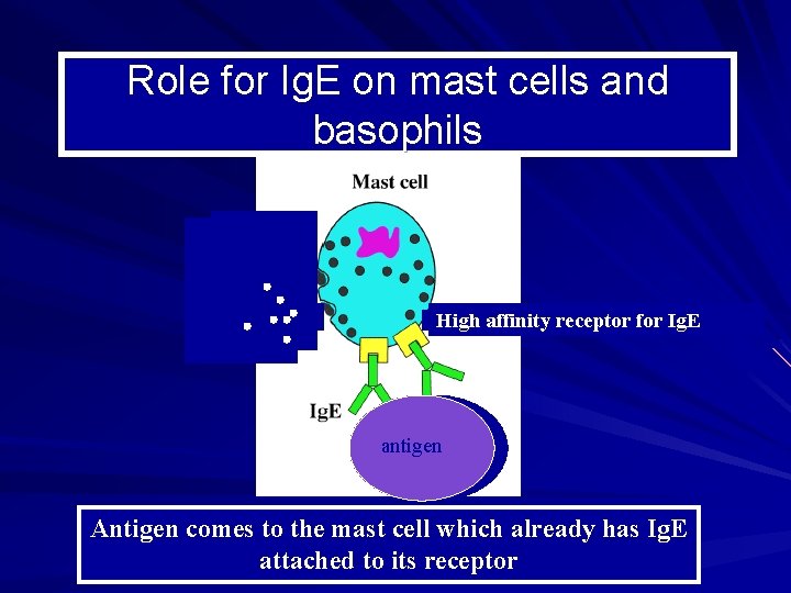 Role for Ig. E on mast cells and basophils High affinity receptor for Ig.