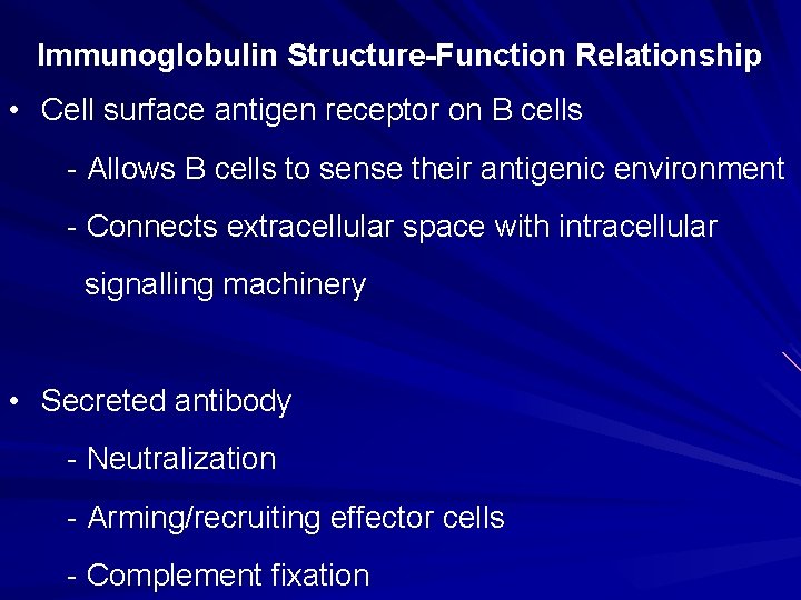 Immunoglobulin Structure-Function Relationship • Cell surface antigen receptor on B cells - Allows B