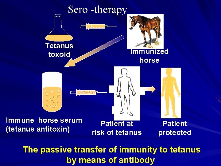 Sero -therapy Tetanus toxoid Immune horse serum (tetanus antitoxin) Immunized horse Patient at risk