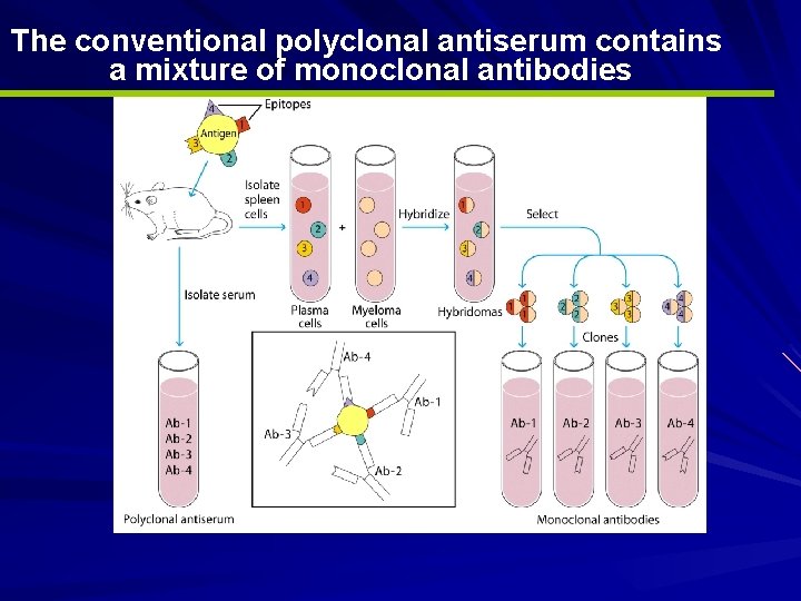 The conventional polyclonal antiserum contains a mixture of monoclonal antibodies 