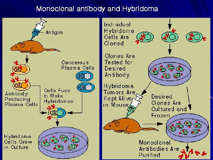 Monoclonal antibody and Hybridoma 