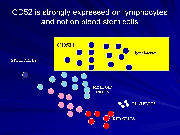 CD 52 is strongly expressed on lymphocytes and not on blood stem cells CD