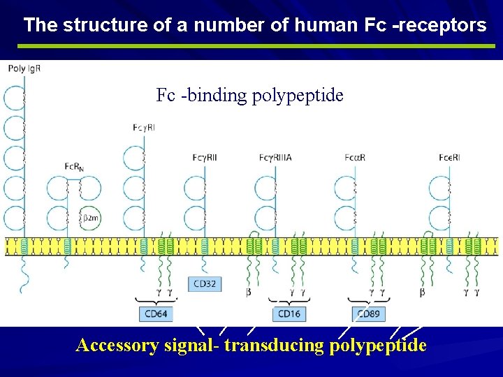 The structure of a number of human Fc -receptors Fc -binding polypeptide Accessory signal-