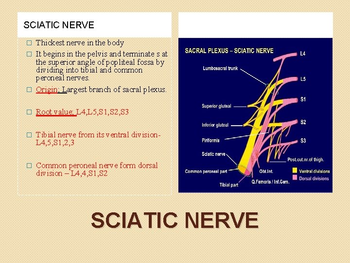 SCIATIC NERVE Thickest nerve in the body � It begins in the pelvis and