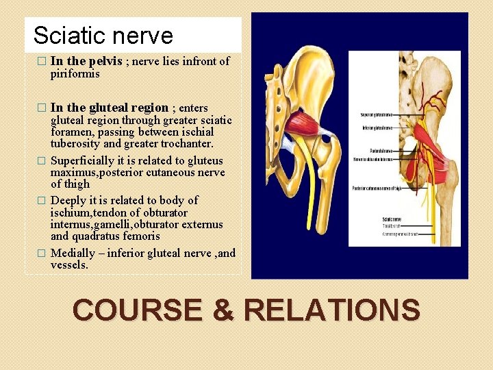 Sciatic nerve � In the pelvis ; nerve lies infront of � In the