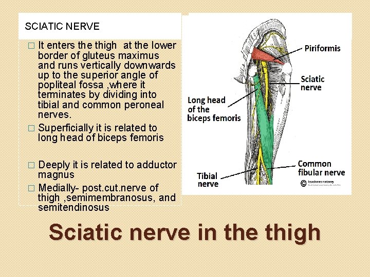 SCIATIC NERVE It enters the thigh at the lower border of gluteus maximus and