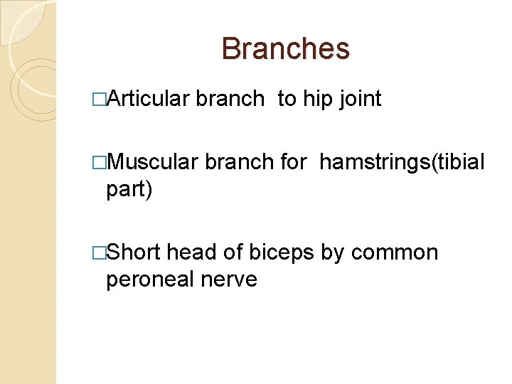 Branches �Articular branch to hip joint �Muscular branch for hamstrings(tibial part) �Short head of