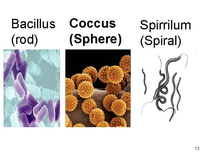 Bacillus (rod) Coccus (Sphere) Spirrilum (Spiral) 12 