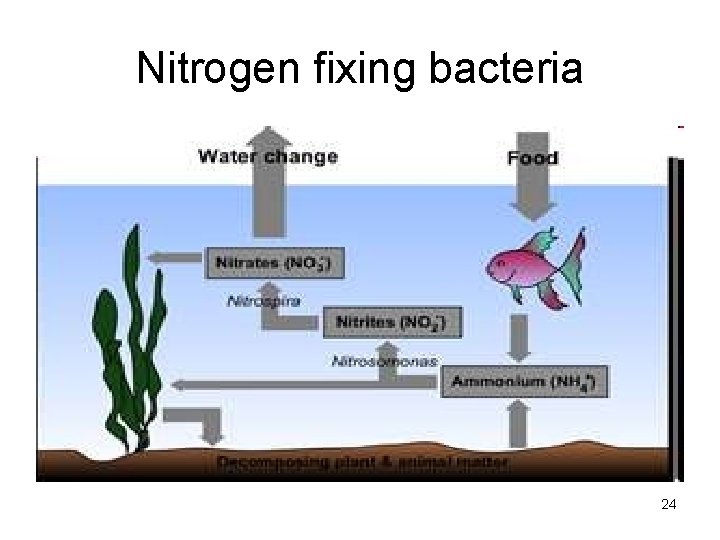 Nitrogen fixing bacteria 24 