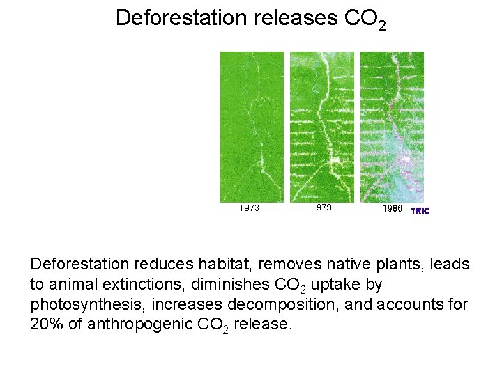 Deforestation releases CO 2 Deforestation reduces habitat, removes native plants, leads to animal extinctions,