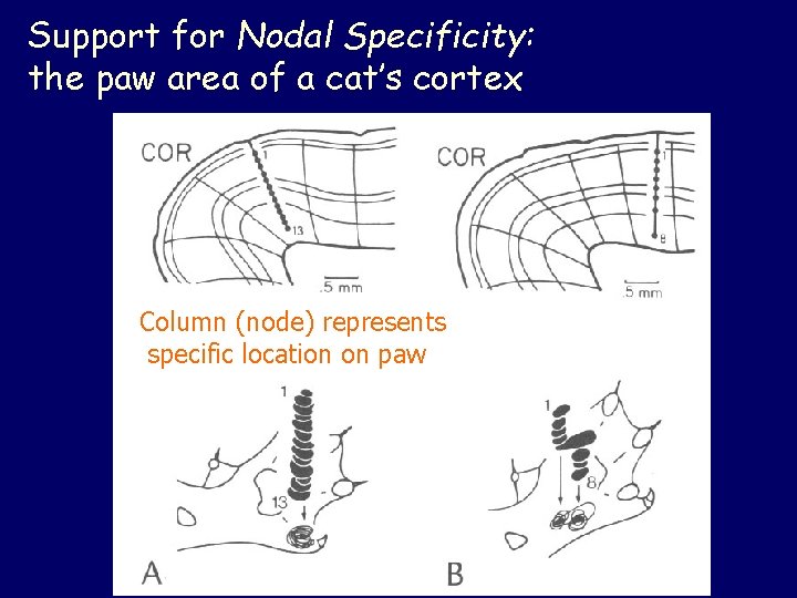 Support for Nodal Specificity: the paw area of a cat’s cortex Column (node) represents