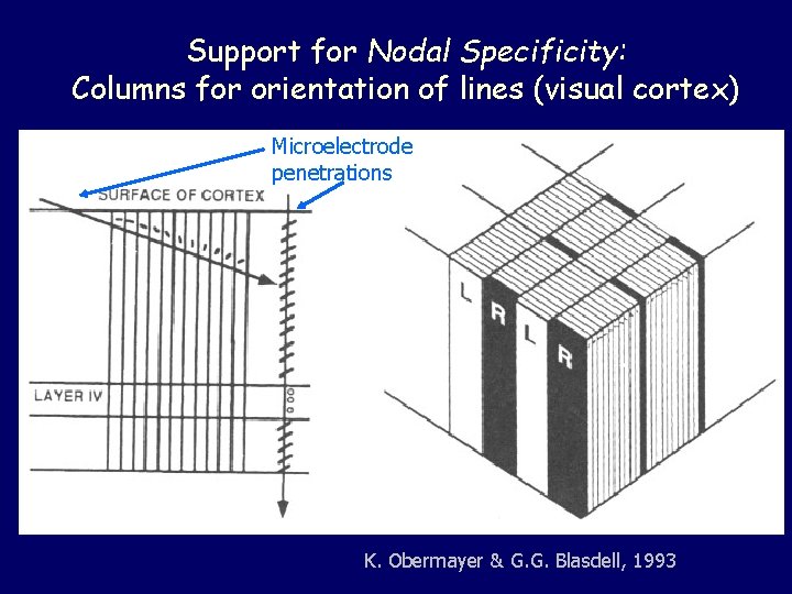 Support for Nodal Specificity: Columns for orientation of lines (visual cortex) Microelectrode penetrations K.