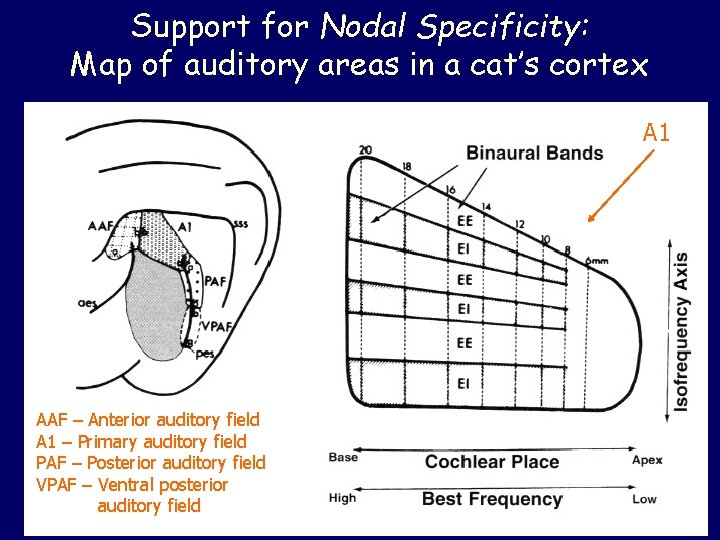 Support for Nodal Specificity: Map of auditory areas in a cat’s cortex A 1