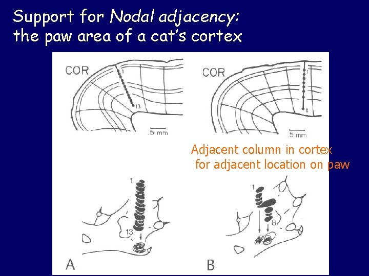 Support for Nodal adjacency: the paw area of a cat’s cortex Adjacent column in