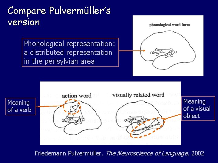 Compare Pulvermüller’s version Phonological representation: a distributed representation in the perisylvian area Meaning of
