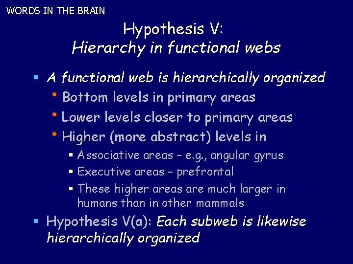 WORDS IN THE BRAIN Hypothesis V: Hierarchy in functional webs § A functional web