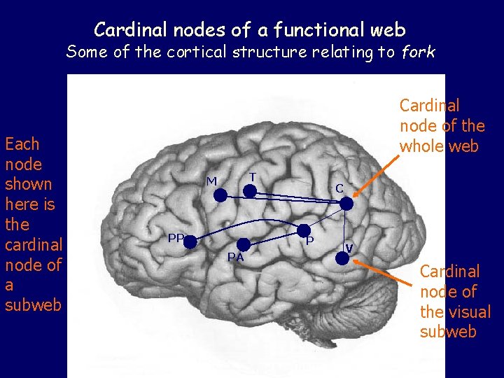 Cardinal nodes of a functional web Some of the cortical structure relating to fork