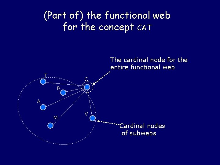 (Part of) the functional web for the concept CAT The cardinal node for the