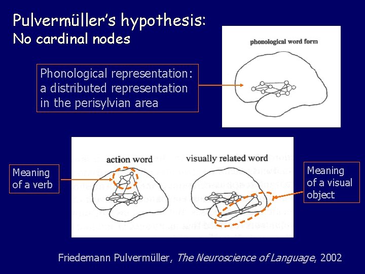 Pulvermüller’s hypothesis: No cardinal nodes Phonological representation: a distributed representation in the perisylvian area