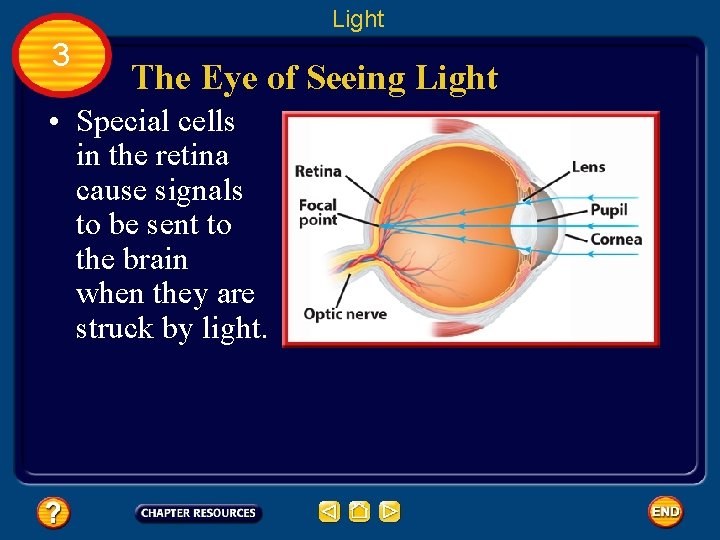 Light 3 The Eye of Seeing Light • Special cells in the retina cause