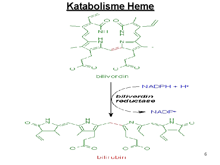 Katabolisme Heme 6 