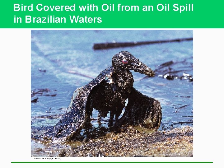 Bird Covered with Oil from an Oil Spill in Brazilian Waters 