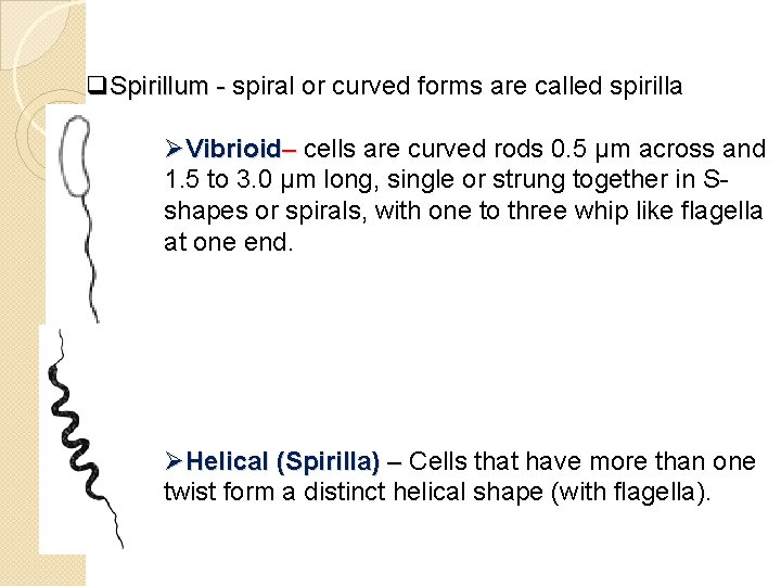 q. Spirillum - spiral or curved forms are called spirilla Spirillum - ØVibrioid– cells