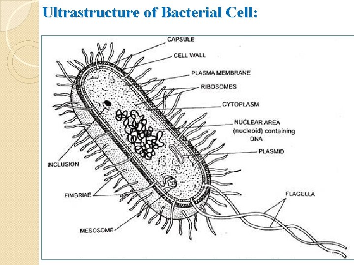 Ultrastructure of Bacterial Cell: 