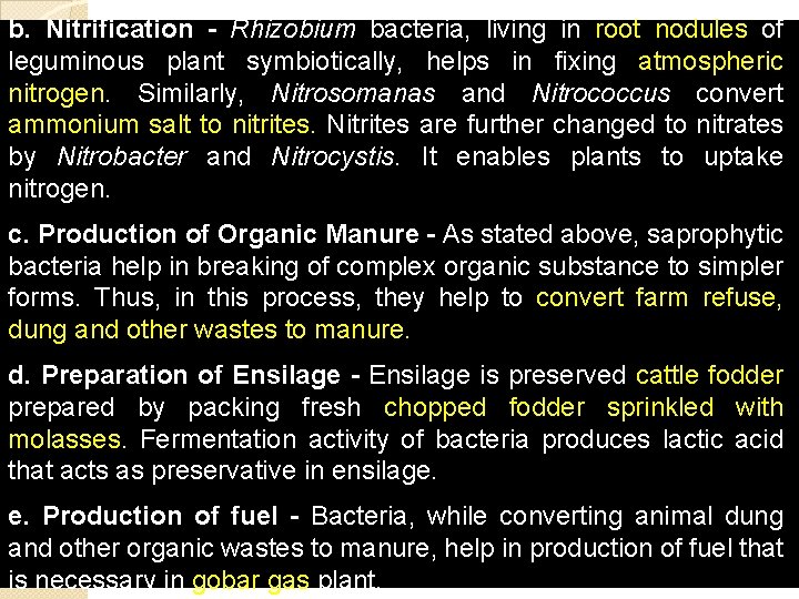 b. Nitrification - Rhizobium bacteria, living in root nodules of leguminous plant symbiotically, helps