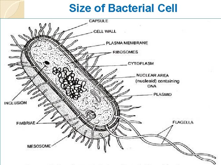 Size of Bacterial Cell 