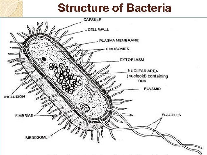 Structure of Bacteria 