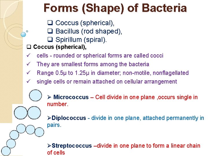 Forms (Shape) of Bacteria q Coccus (spherical), q Bacillus (rod shaped), q Spirillum (spiral).